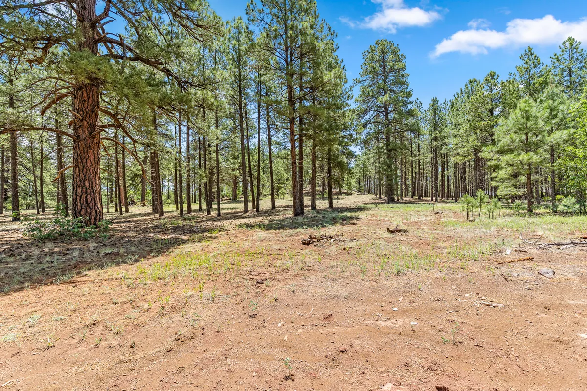 A serene forest scene with tall pine trees, earthy ground, and a clear blue sky. The setting is calm and natural, inviting exploration, hiking, and wildlife observation right outside the property.
